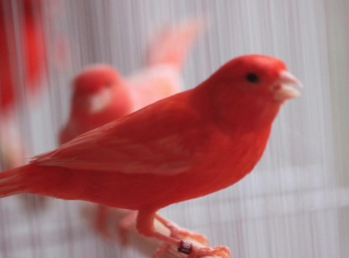 Buy Single Red Factor Canary (world famous singers) Male Online - Image 3