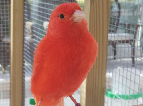 Buy Single Red Factor Canary (world famous singers) Male Online