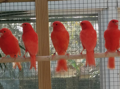 Buy Single Red Factor Canary (world famous singers) Male Online - Image 5
