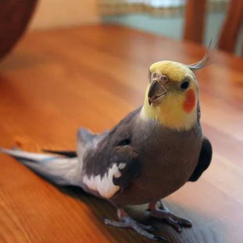 Yellow face cockatiel