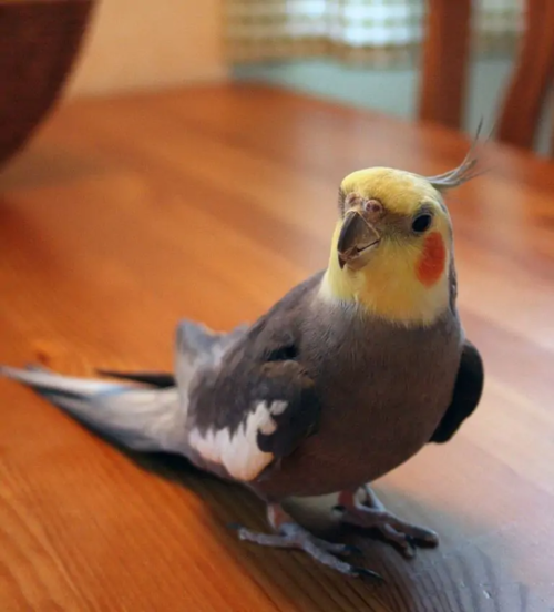 Yellow face cockatiel