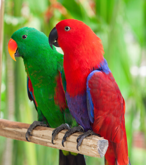Buy Pair Eclectus Parrots – Proven Pair Online