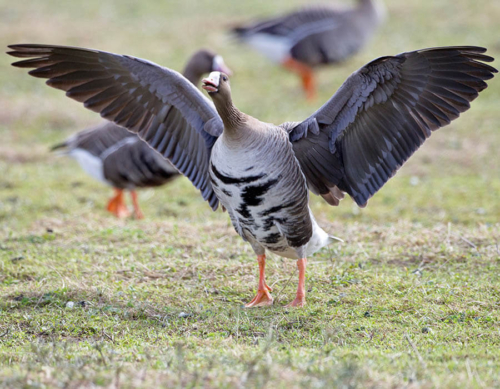 White – Fronted Goose