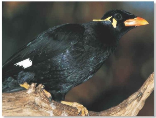 Hill Mynah - صورة 3