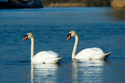 Buy White Mute Swans Online - Image 2