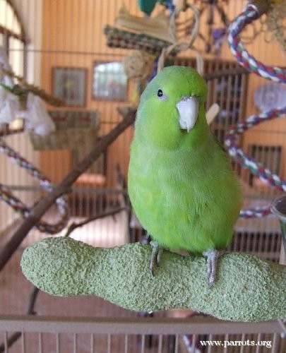 Mexican Parrotlet