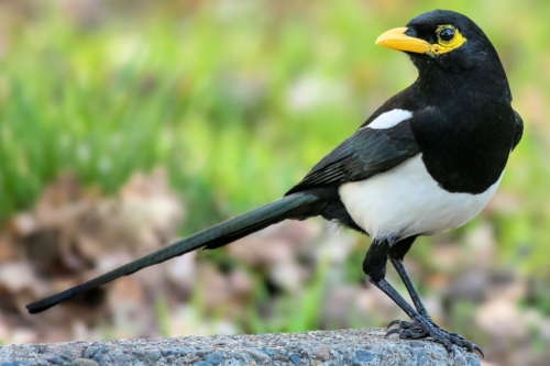 Yellow – Billed Magpie - Imagen 2