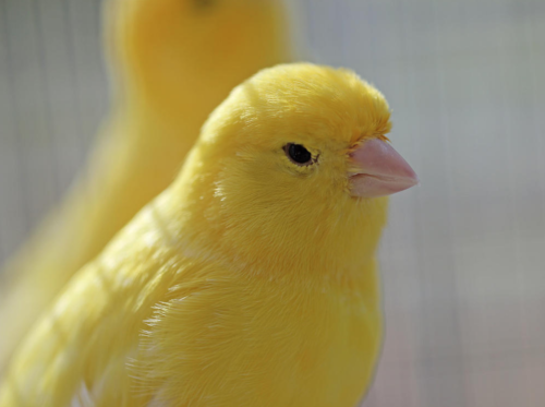 Buy Single Yellow Canary Online