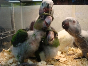 buy baby parrots online, baby parrots for sale online, baby parrots for sale near me